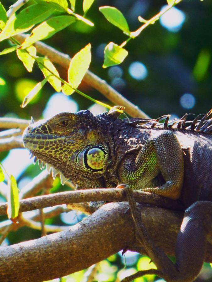 Taxisco El Arrecife Martin Pescadorアパートホテル エクステリア 写真